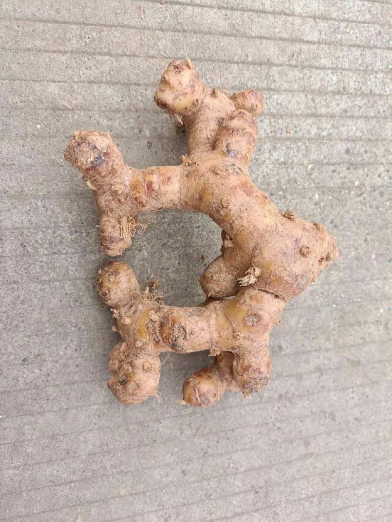 南姜山姜老姜潮汕牛肉火锅卤鹅卤味用
