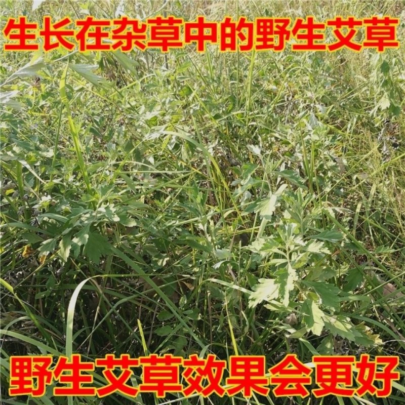 艾叶泡脚干艾草养生当天发货家庭必备