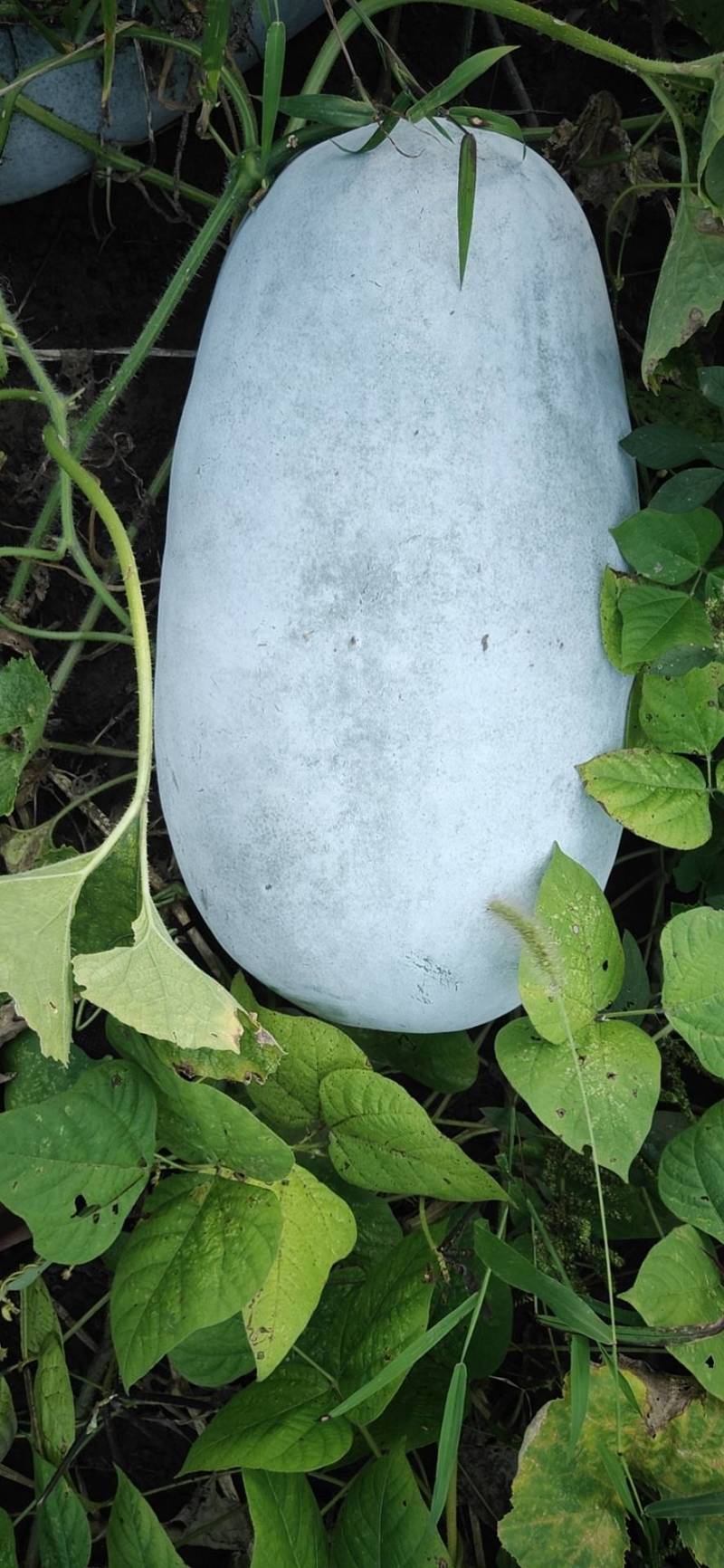 金韩蜜本南瓜