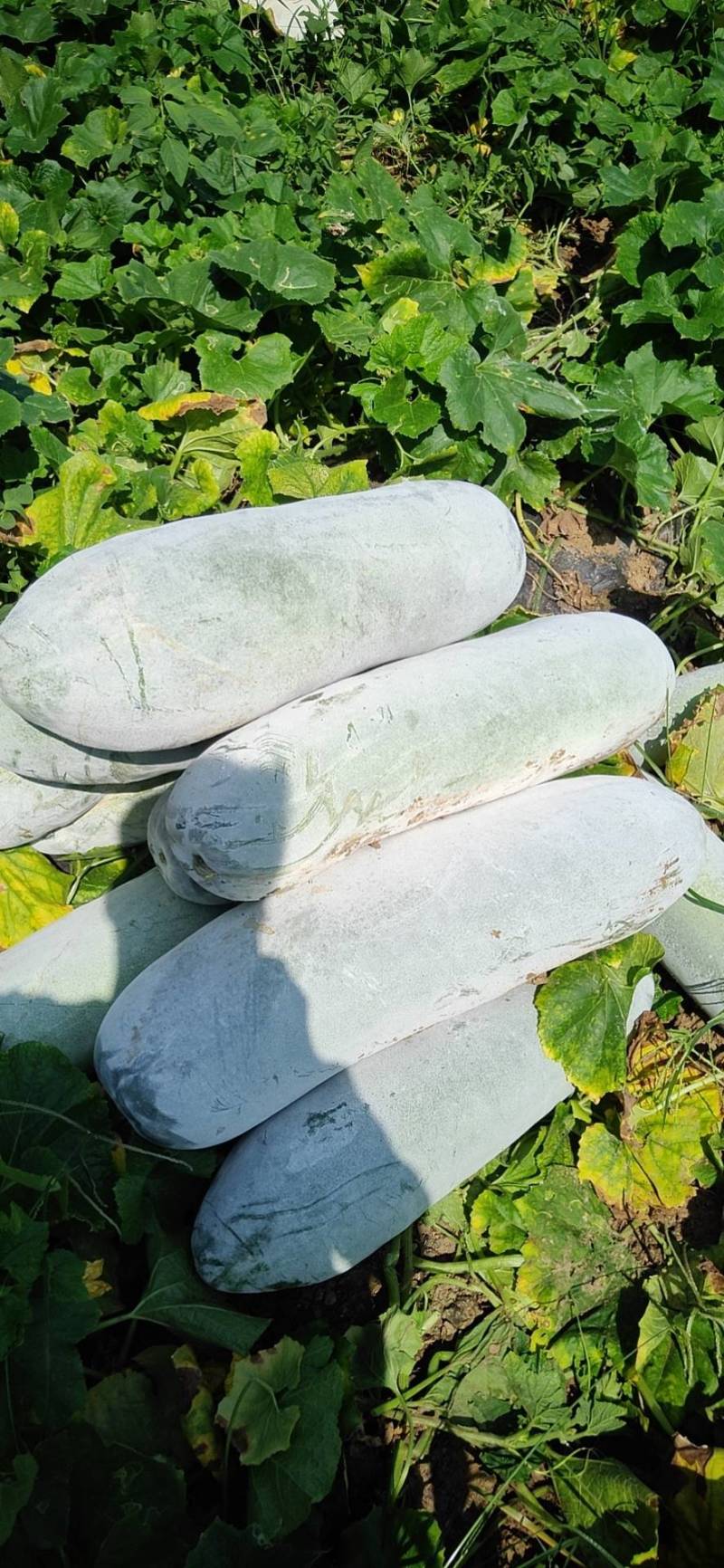 金韩蜜本南瓜