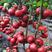 西红柿苗大粉西红柿苗越冬品种耐低亮粉抗死棵高产