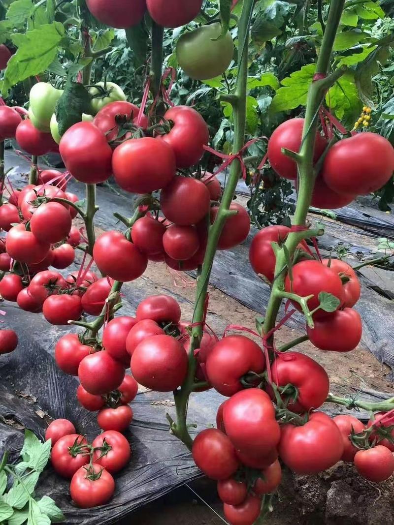 西红柿苗大粉西红柿苗越冬品种耐低亮粉抗死棵高产