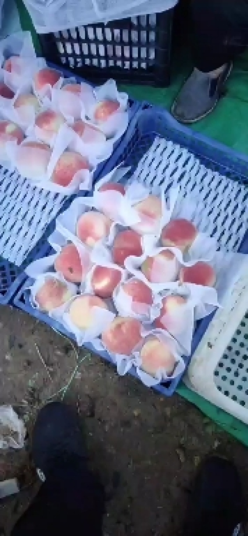 桃子