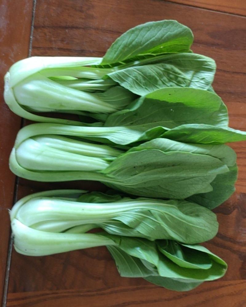安徽上海青太和上海青食品厂菜食堂菜快菜产地直发