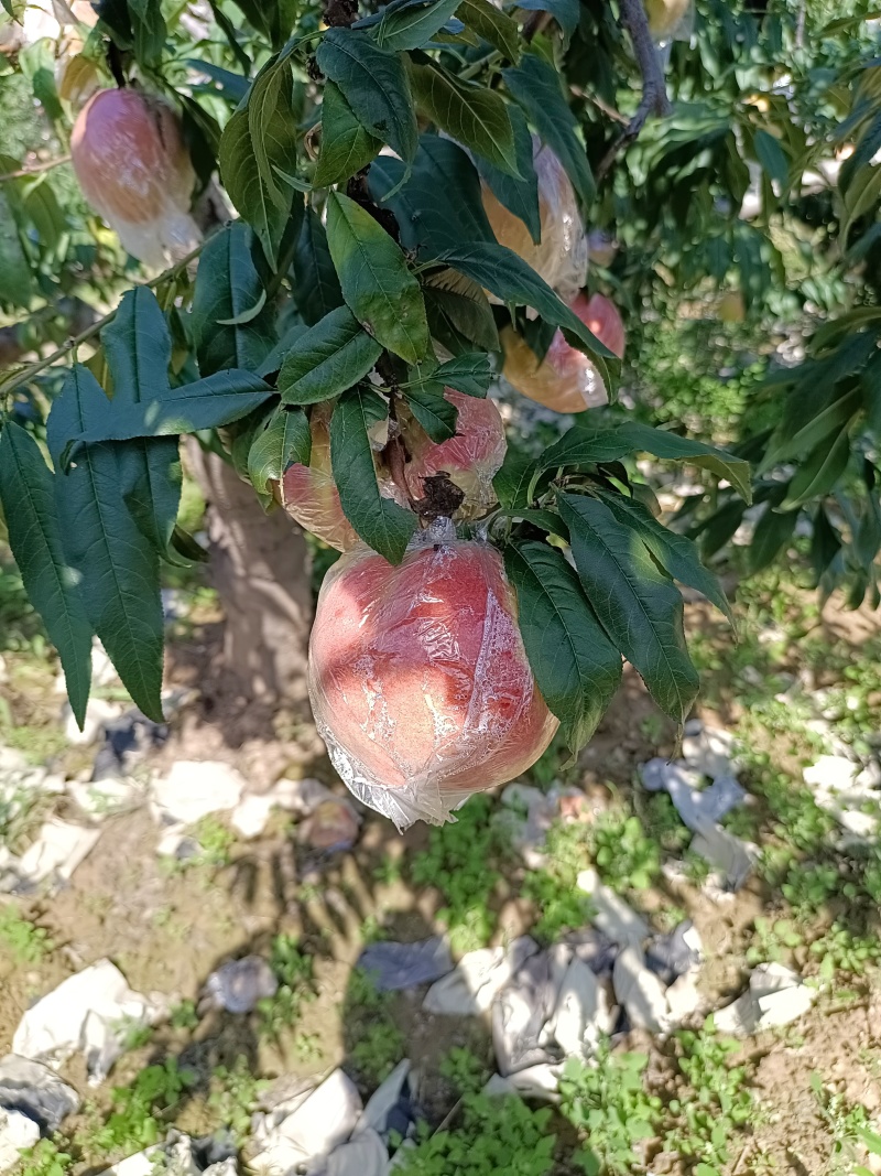 桃桃王九九，味甜汁多，货源充足，欢迎订购