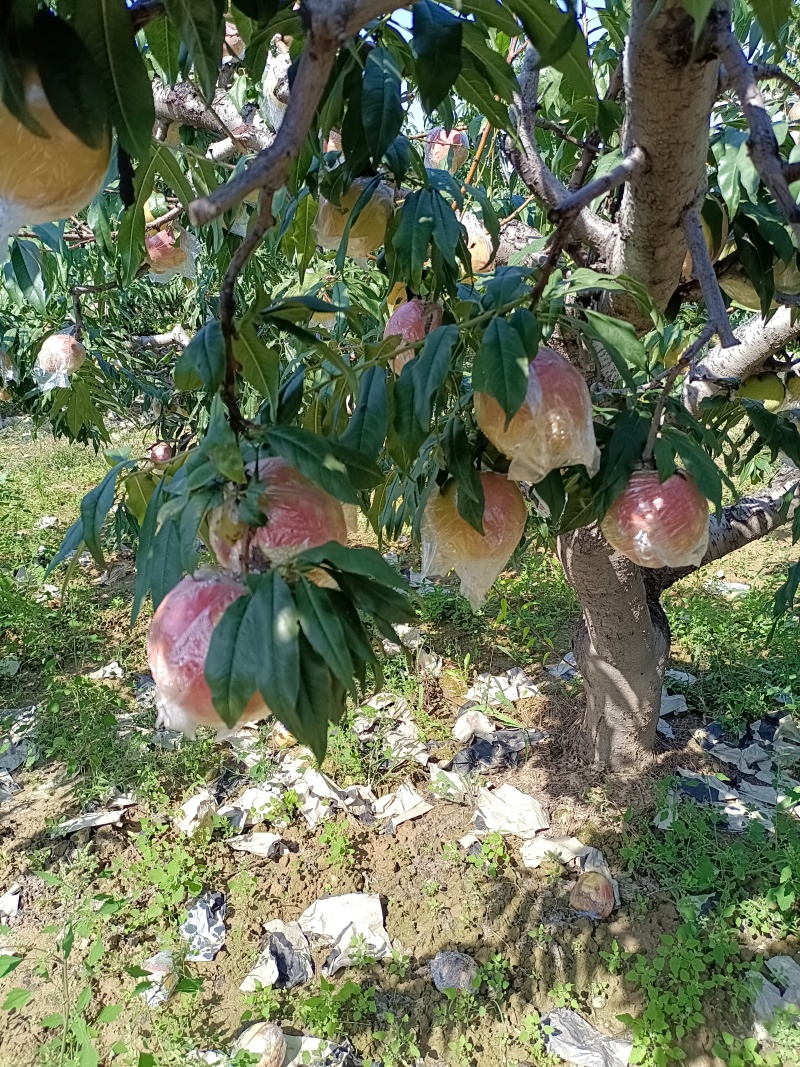 桃桃王九九，味甜汁多，货源充足，欢迎订购