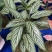 菜叶芋，竹芋系列