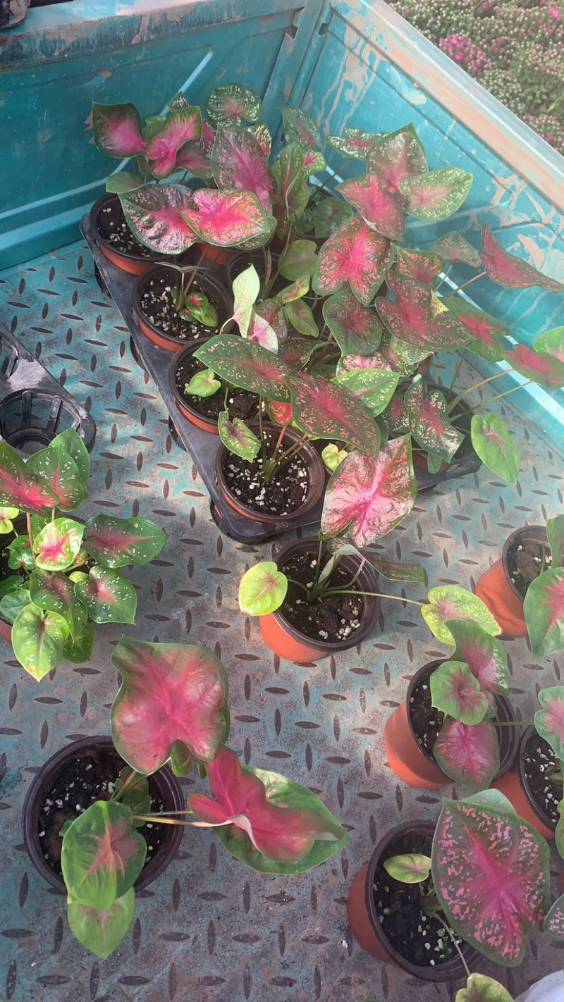 菜叶芋，竹芋系列