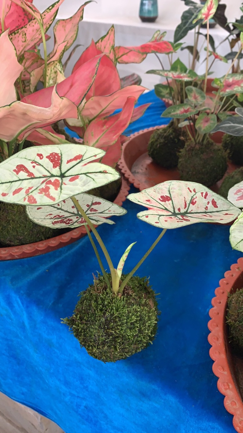 菜叶芋，竹芋系列
