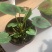菜叶芋，竹芋系列