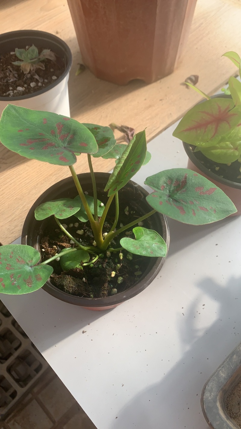 菜叶芋，竹芋系列