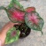 菜叶芋，竹芋系列