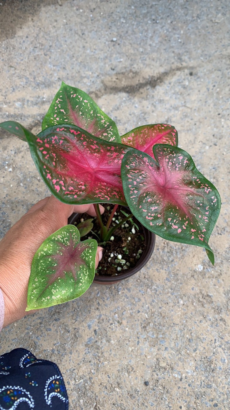 菜叶芋，竹芋系列