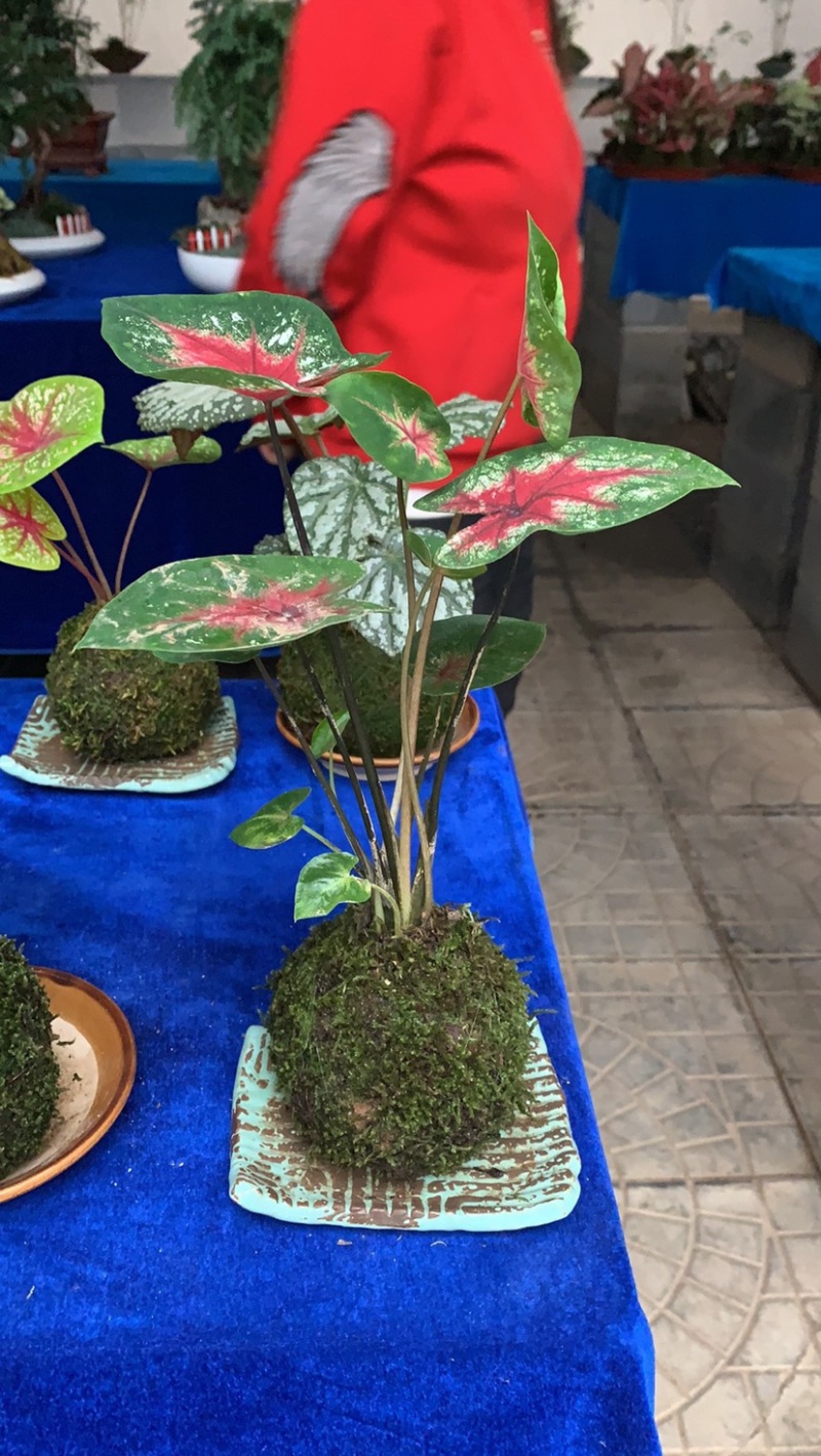 菜叶芋，竹芋系列