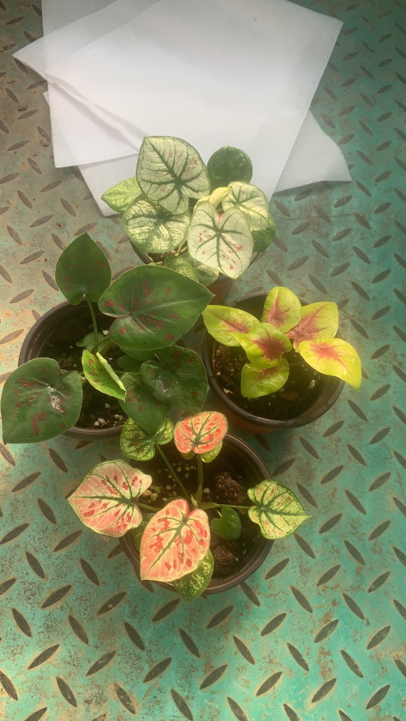 菜叶芋，竹芋系列