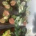 菜叶芋，竹芋系列