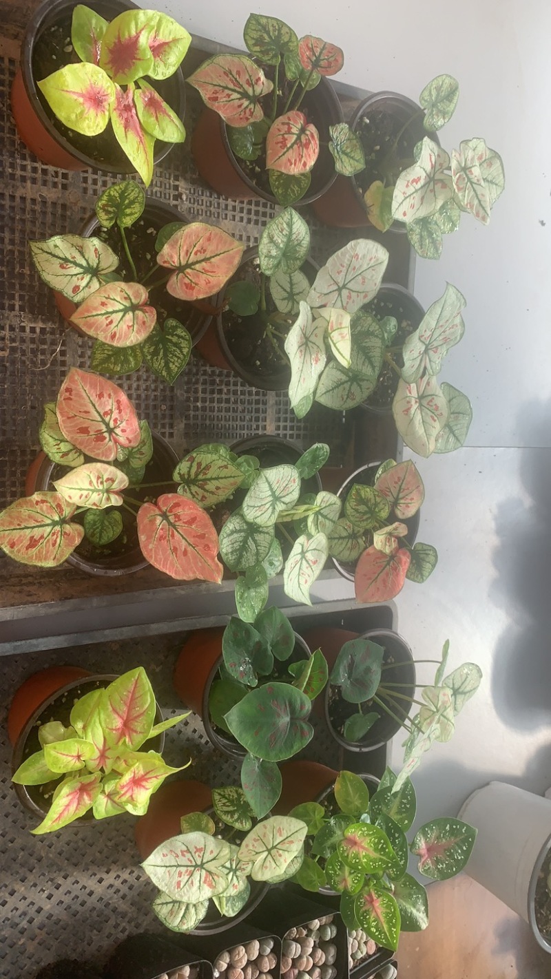 菜叶芋，竹芋系列