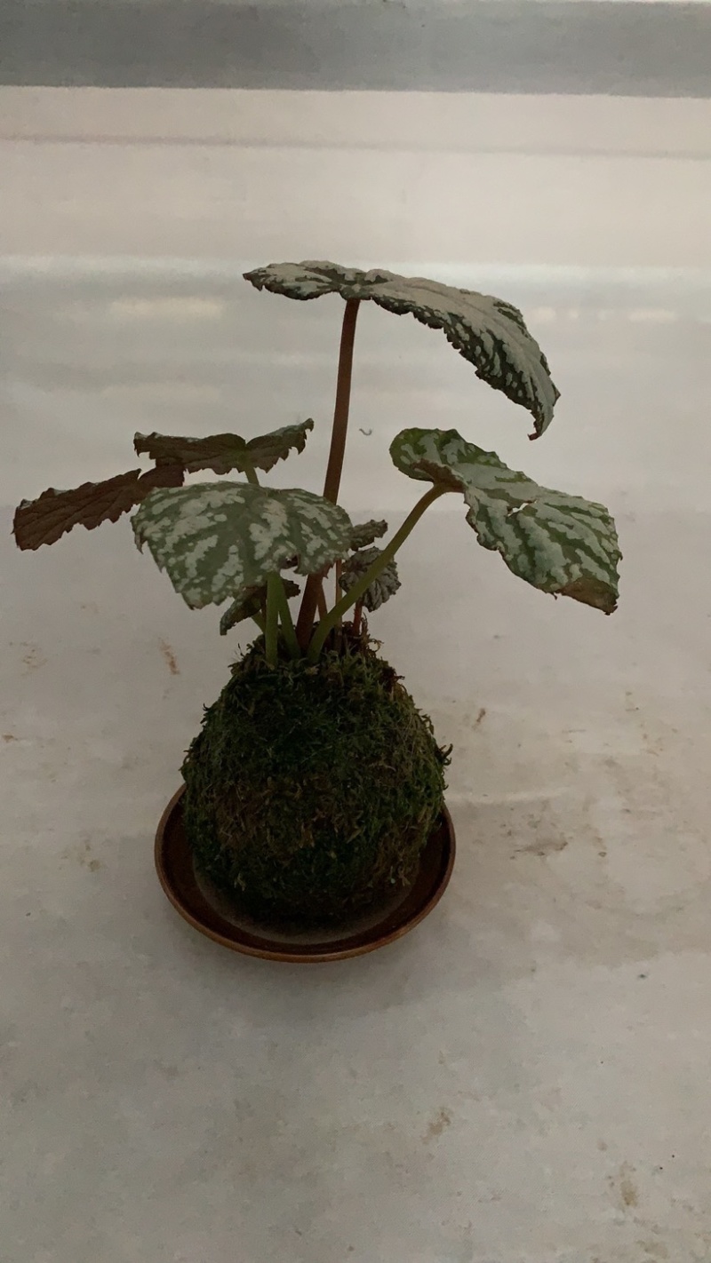 菜叶芋，竹芋系列