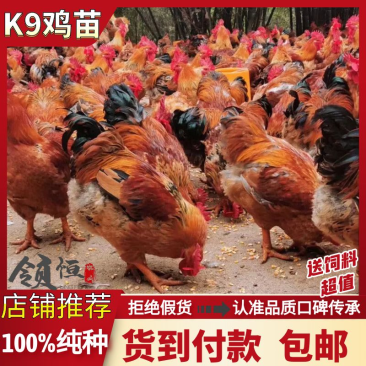 鸡苗新广901鸡苗K9鸡苗【产、供、销一条龙服务】