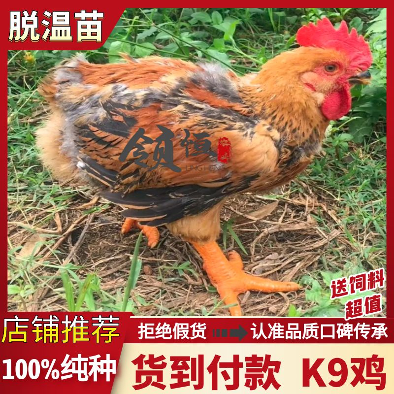 脱温鸡苗新广901【货到付款+企业店铺认证放心苗】