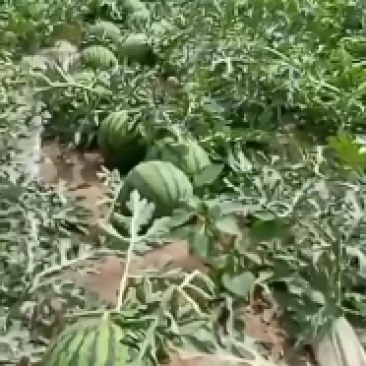 精品美都甜度高无子美都。量大优惠批发。需要联系。