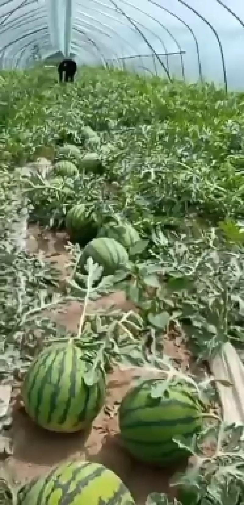 精品美都甜度高无子美都。量大优惠批发。需要联系。