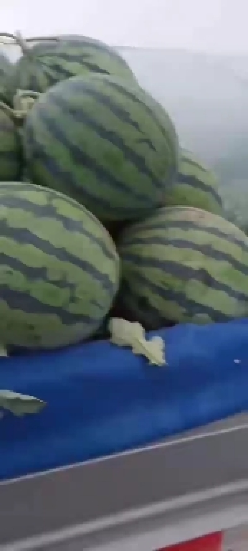 精品美都甜度高无子美都。量大优惠批发。需要联系。