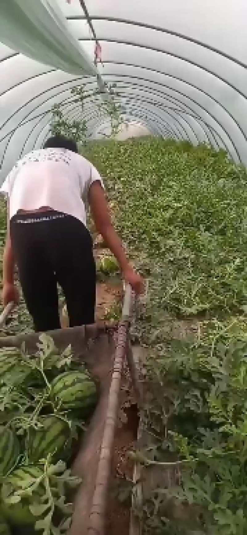 精品美都甜度高无子美都。量大优惠批发。需要联系。