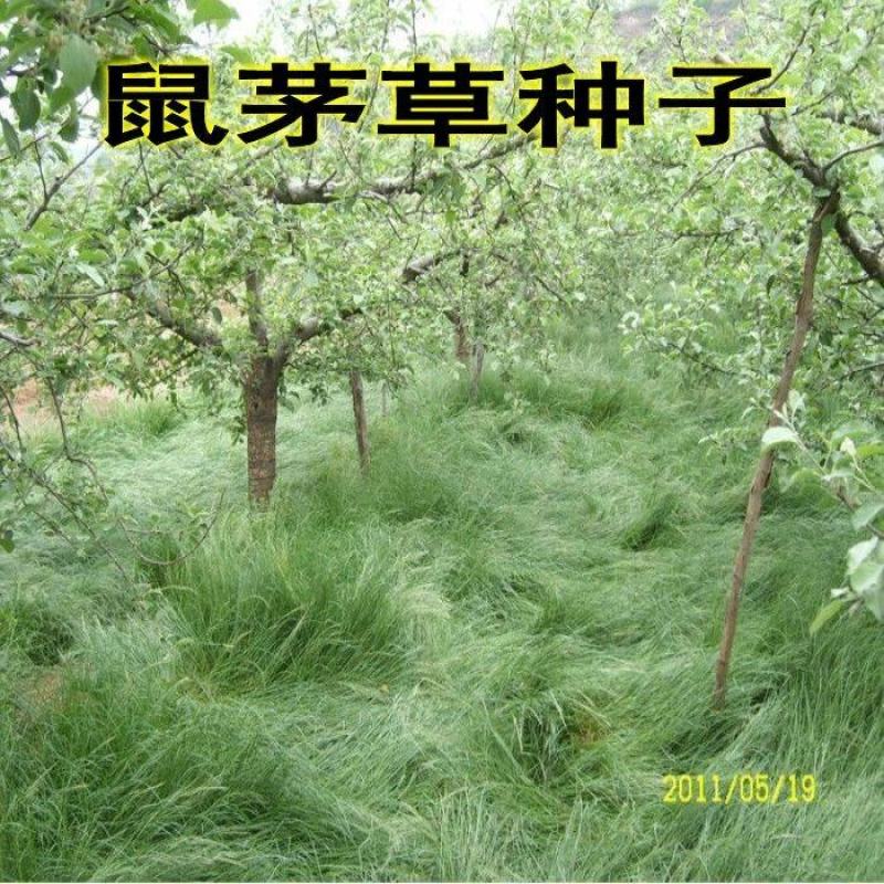 鼠茅草种子果园绿肥草种鼠茅草草坪种子四季可播种