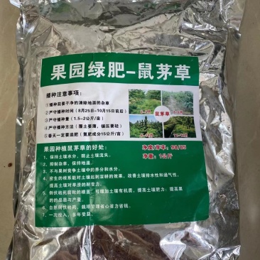鼠茅草种子果园绿肥草种鼠茅草草坪种子四季可播种