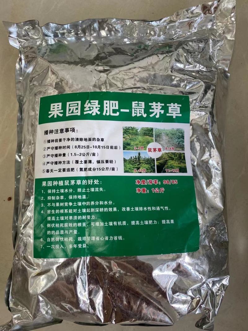 鼠茅草种子果园绿肥草种鼠茅草草坪种子四季可播种