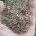 鼠茅草种子果园绿肥草种鼠茅草草坪种子四季可播种
