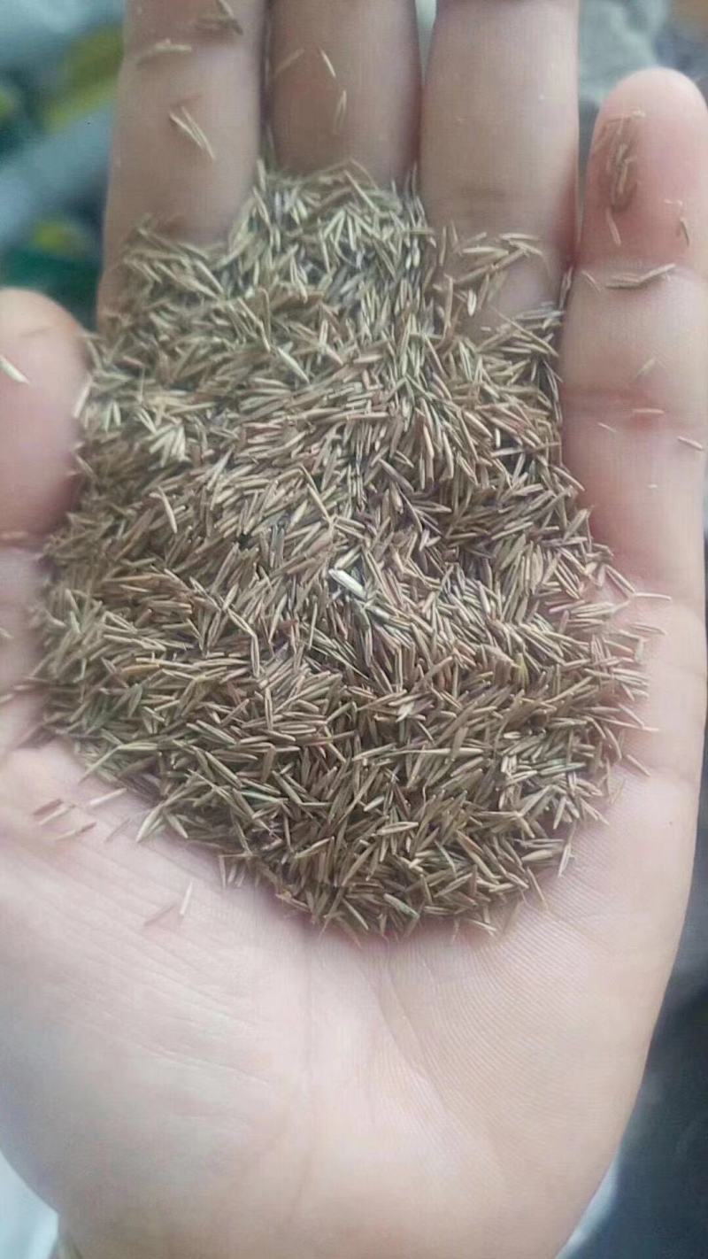 鼠茅草种子果园绿肥草种鼠茅草草坪种子四季可播种
