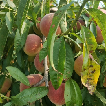 平邑县蜜桃