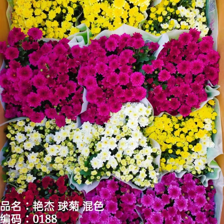 菊花批发]菊花乒乓菊傲雪菊基地直供混色装15盆一箱价格8.99元/棵