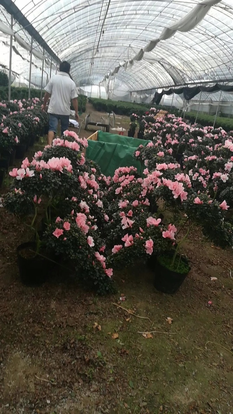 造型杜鹃花招财进宝桃红大红色基地直销一件起批