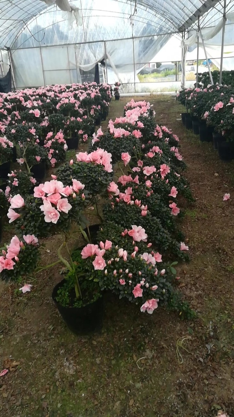造型杜鹃花招财进宝桃红大红色基地直销一件起批