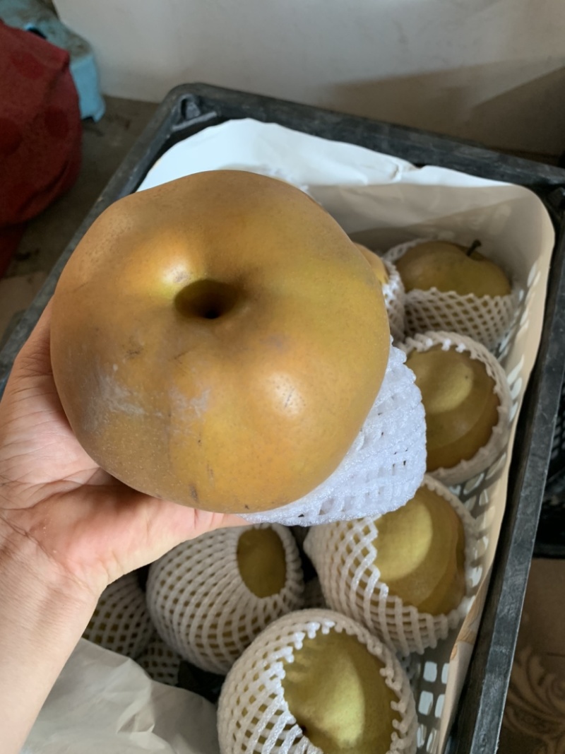 糖梨