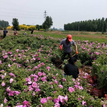 大量销售，高40-80公分营养钵四季玫瑰，冷香玫瑰，