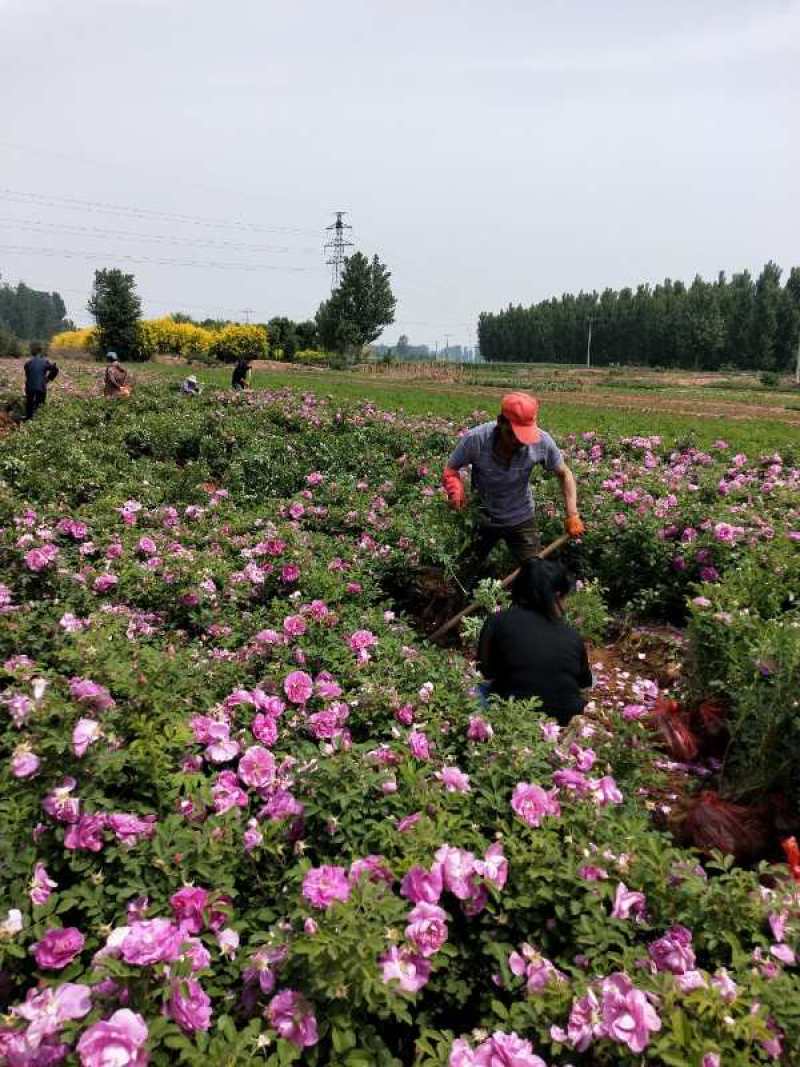大量销售，高40-80公分营养钵四季玫瑰，冷香玫瑰，
