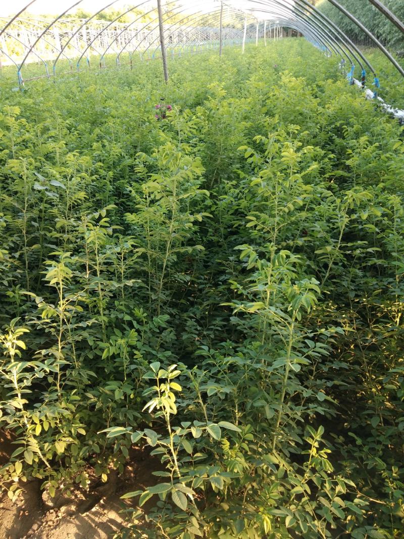大量销售，高40-80公分营养钵四季玫瑰，冷香玫瑰，