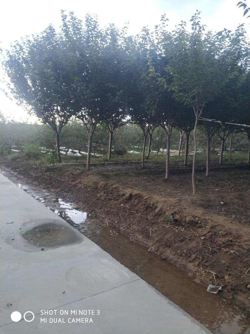 农户出售定植精品樱花树树型优美，分枝一致，冠型饱满，