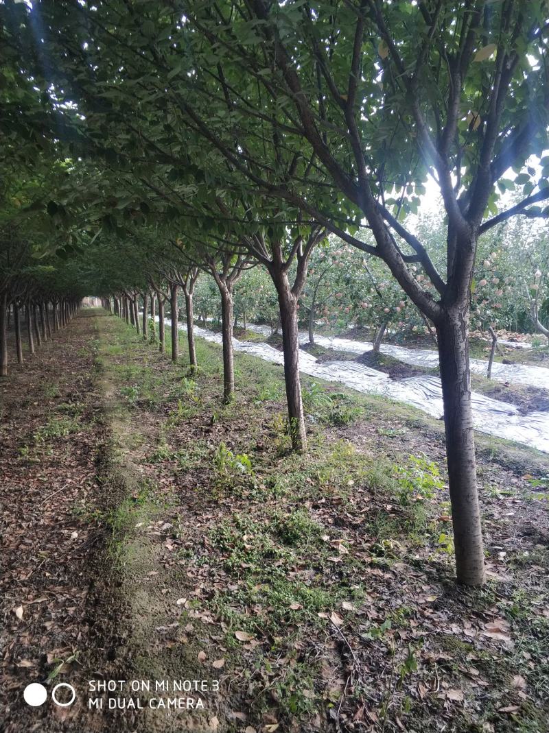 农户出售定植精品樱花树树型优美，分枝一致，冠型饱满，