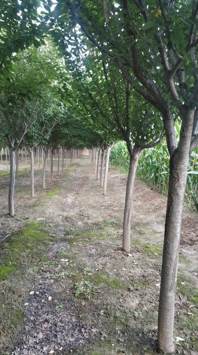 农户出售定植精品樱花树树型优美，分枝一致，冠型饱满，