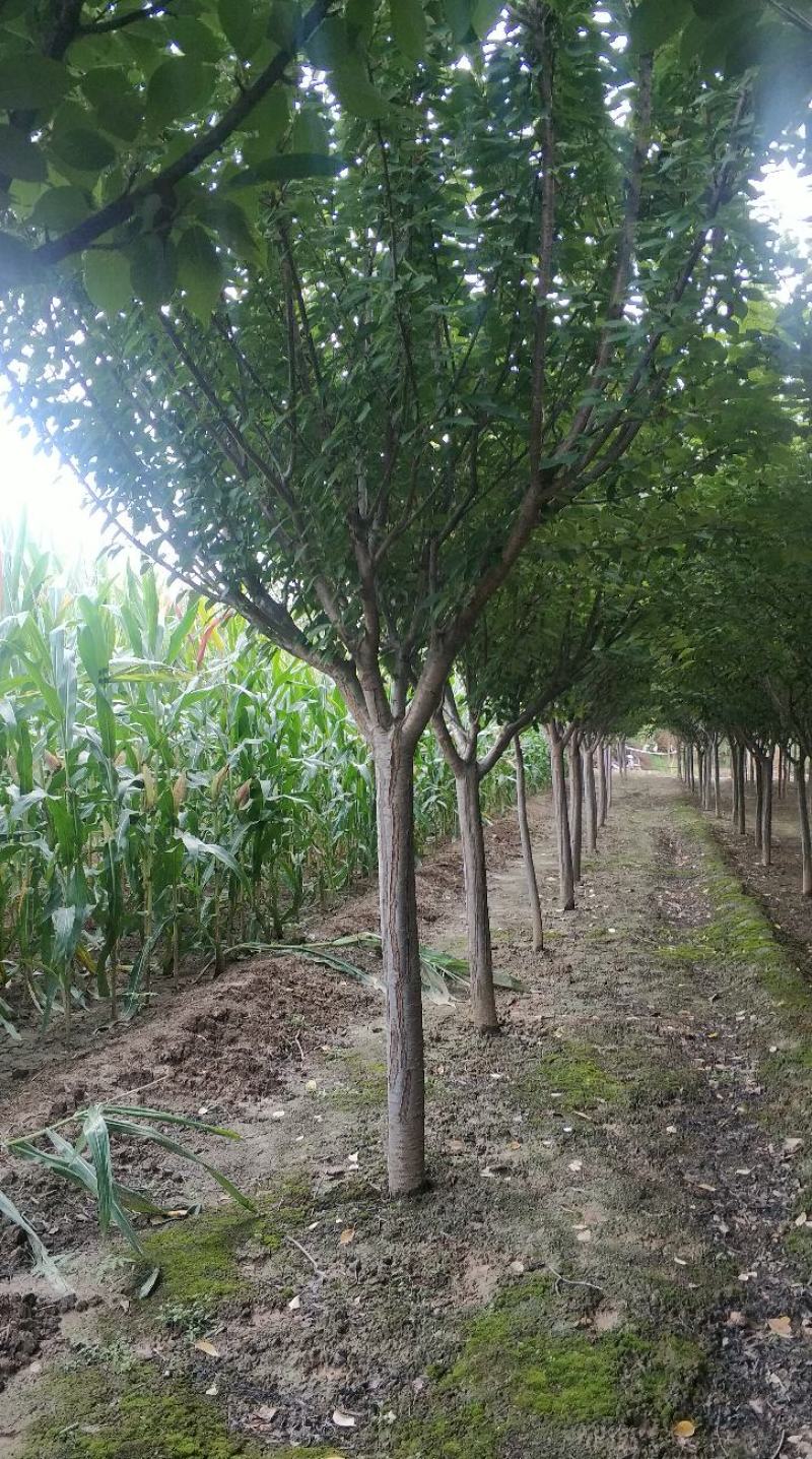 农户出售定植精品樱花树树型优美，分枝一致，冠型饱满，