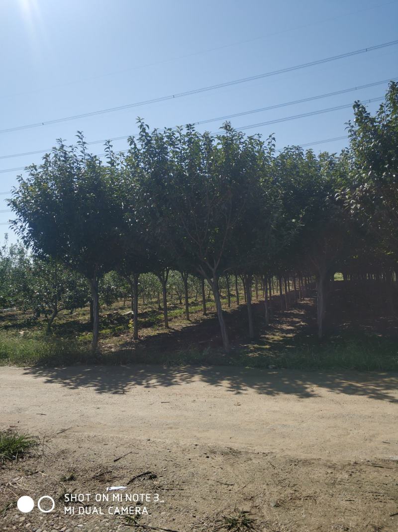 农户出售定植精品樱花树树型优美，分枝一致，冠型饱满，