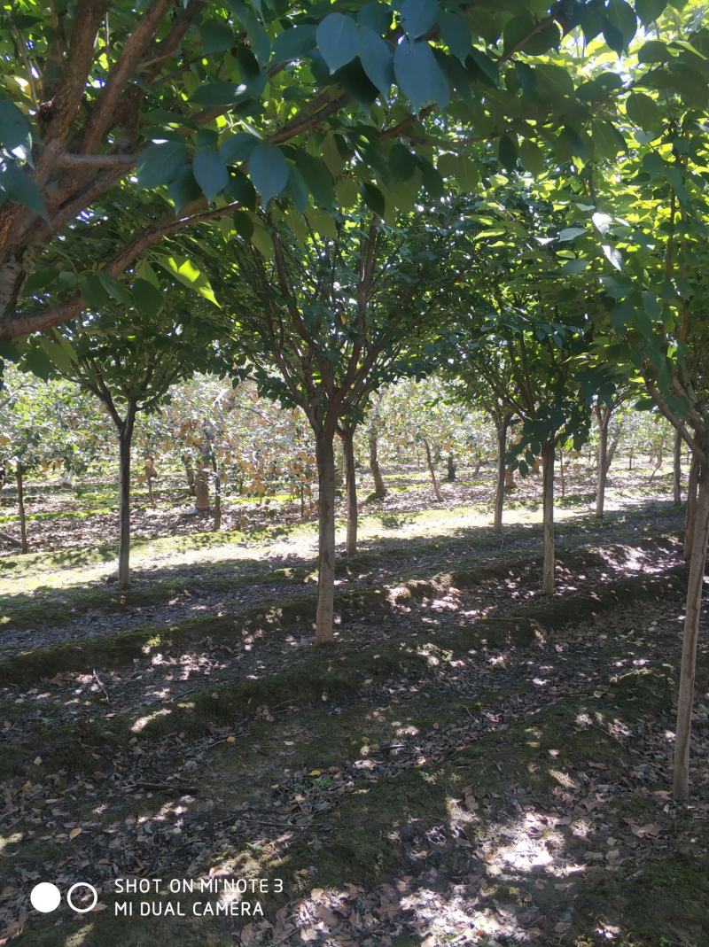 农户出售定植精品樱花树树型优美，分枝一致，冠型饱满，