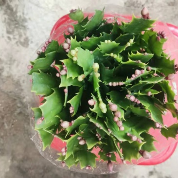双色蟹爪兰满树花苞株型漂亮开花鲜艳