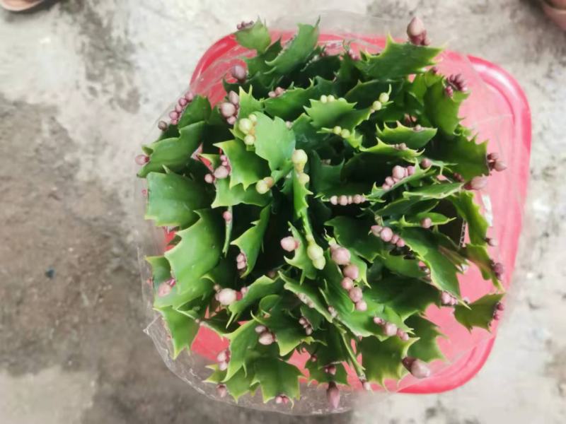 双色蟹爪兰满树花苞株型漂亮开花鲜艳