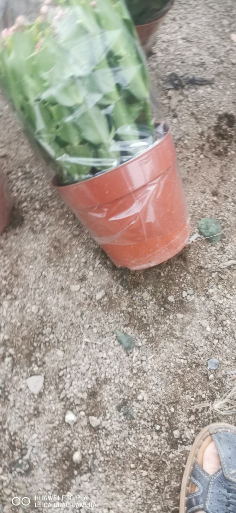 双色蟹爪兰满树花苞株型漂亮开花鲜艳